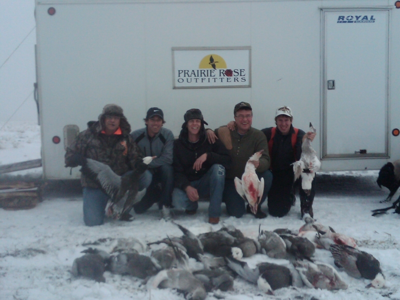 Late October snow geese